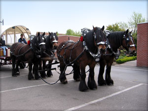 Trekpaarden