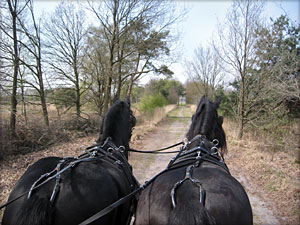 Door de Buisse Heide