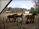 Belgische trekpaarden